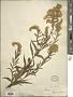 Solidago gigantea Aiton