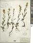Solidago hispida Muhl. ex Willd.