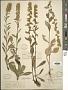 Solidago hispida Muhl. ex Willd.
