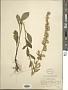 Solidago hispida Muhl. ex Willd.