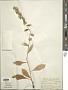 Solidago hispida Muhl. ex Willd.