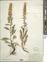 Solidago hispida Muhl. ex Willd.