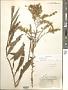 Solidago juncea Aiton