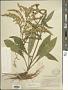 Solidago juncea Aiton