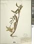 Solidago juncea Aiton
