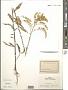 Solidago juncea Aiton