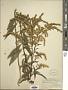 Solidago juncea Aiton