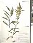 Solidago juncea Aiton