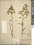 Solidago juncea Aiton
