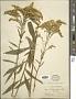 Solidago juncea Aiton