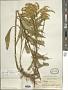 Solidago juncea Aiton