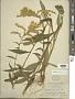 Solidago juncea Aiton