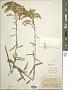 Solidago juncea Aiton