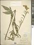 Solidago juncea Aiton