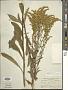 Solidago juncea Aiton