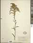 Solidago juncea Aiton