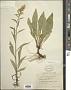 Solidago juncea Aiton