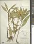 Solidago juncea Aiton