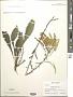 Solidago juncea Aiton