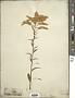 Solidago juncea Aiton