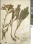 Solidago juncea Aiton