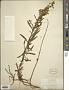 Solidago juncea Aiton