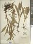 Solidago juncea Aiton