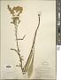 Solidago juncea Aiton