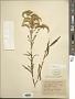 Solidago juncea Aiton