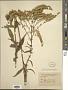 Solidago juncea Aiton