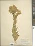 Solidago mollis Bartl.