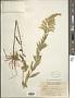 Solidago mollis Bartl.