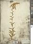 Solidago odora Aiton