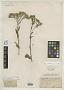 Solidago ohioensis Riddell