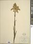 Solidago paniculata DC.