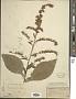 Solidago patula Muhl. ex Willd.