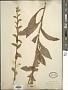 Solidago patula Muhl. ex Willd.