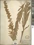 Solidago petiolaris Aiton