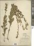 Solidago petiolaris Aiton