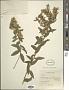 Solidago petiolaris Aiton