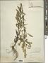 Solidago puberula Nutt.