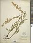 Solidago puberula Nutt.