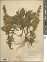Solidago puberula Nutt.