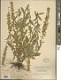 Solidago puberula Nutt.