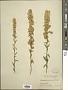 Solidago puberula Nutt.
