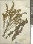 Solidago radula Nutt.