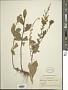 Solidago radula Nutt.