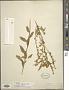 Solidago rugosa Mill.