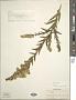 Solidago sempervirens L.