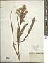 Solidago sempervirens L.